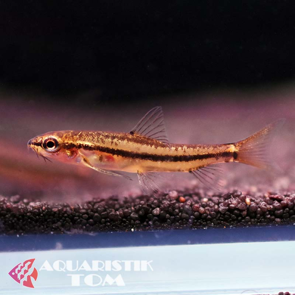 Rosy Zwergschmerle, Yunnanilus sp. Rosy